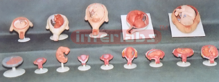 HUMAN PREGNANCY SERIES MODEL (14 PCS / SET)